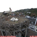19_55-nest.jpg