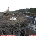 20_00-nest.jpg