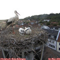 20_05-nest.jpg