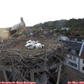 20_10-nest.jpg