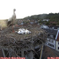 20_15-nest.jpg