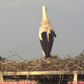 20_20-mast.jpg