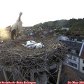 20_20-nest.jpg