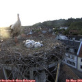 20_25-nest.jpg