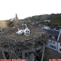 20_30-nest.jpg