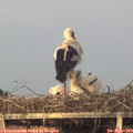 20_35-mast.jpg