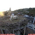 20_35-nest.jpg