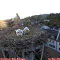 20_40-nest.jpg