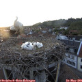 20_45-nest.jpg