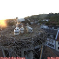 20_50-nest.jpg