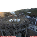 20_55-nest.jpg