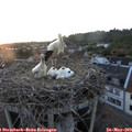 21_00-nest.jpg