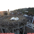 21_05-nest.jpg