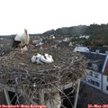 05_30-nest.jpg