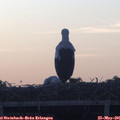 05_40-mast.jpg
