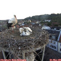 05_40-nest.jpg
