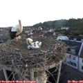 05_45-nest.jpg