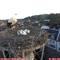 05_50-nest.jpg