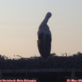 05_55-mast.jpg