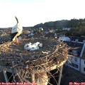 05_55-nest.jpg