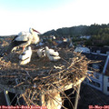 06_00-nest.jpg