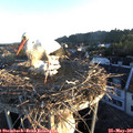 06_05-nest.jpg