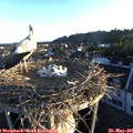 06_10-nest.jpg