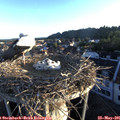 06_15-nest.jpg