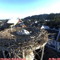 06_20-nest.jpg