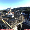 06_35-nest.jpg
