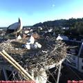 06_45-nest.jpg