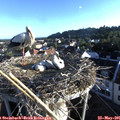 06_50-nest.jpg