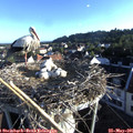 06_55-nest.jpg