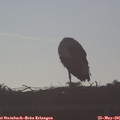 07_00-mast.jpg