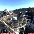 07_00-nest.jpg