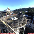 07_05-nest.jpg