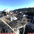 07_10-nest.jpg