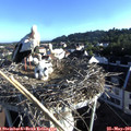 07_15-nest.jpg
