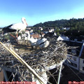 07_20-nest.jpg