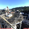 07_25-nest.jpg