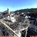 07_30-nest.jpg