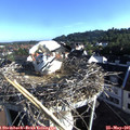 07_35-nest.jpg