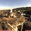 07_50-nest.jpg