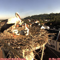 07_55-nest.jpg