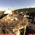 08_00-nest.jpg