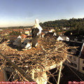 08_10-nest.jpg