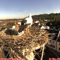 08_15-nest.jpg