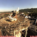 08_20-nest.jpg