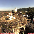 08_25-nest.jpg