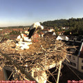 08_30-nest.jpg